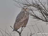 The Search for the Great Snowy Owl