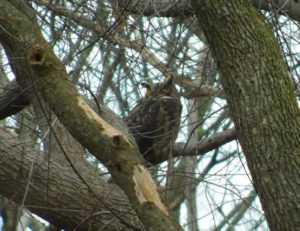 Found: The Great Horned Owl!