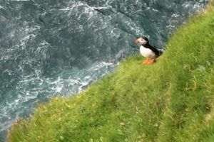 The Pursuit of the Puffin
